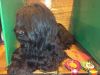 Crufts