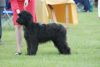 BPIB at Leeds ch show