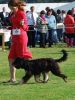 Scarlet winning BPB at Driffield