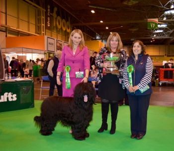 Ch Eterat du Tchibio at Charson Crufts BOB 2017